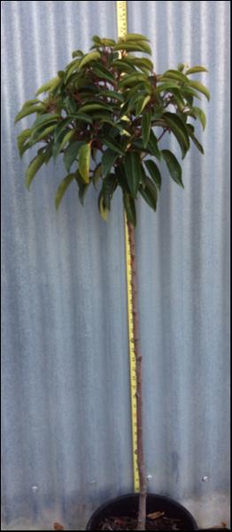 Prunus 'Portuguese Laurel' 10" Pot (Standard 90cm) - Image 4