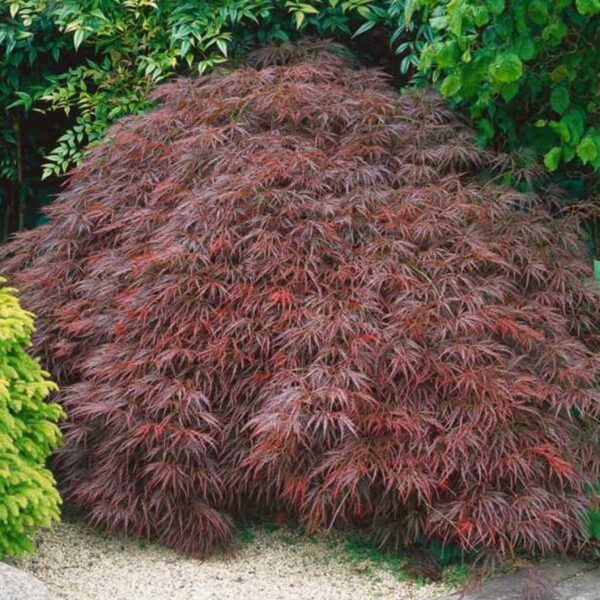A dense bush of cascading reddish-purple leaves from the Acer 'Stella Rossa' Japanese Maple 13" Pot, surrounded by various green foliage on a gravel patch.