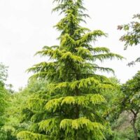 The Cedrus 'Himalayan Golden Cedar' Tree, available in a 10" pot, stands proudly as a tall evergreen with dense green foliage suitable for any garden setting.