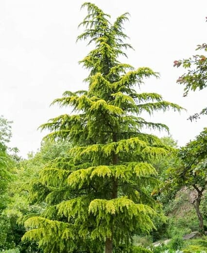 The Cedrus 'Himalayan Golden Cedar' Tree, available in a 10" pot, stands proudly as a tall evergreen with dense green foliage suitable for any garden setting.