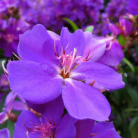 Close-up of vibrant Tibouchina 'Lasiandra' flowers with delicate petals and central stamens, surrounded by green leaves, flourishing in a 7'' pot.