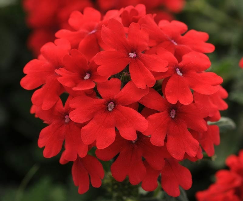 Verbena Cyrano™ 'Deep Red' blooms with vibrant clusters of five-petaled, deep red flowers in a 6" pot, set against lush green foliage.