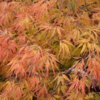 Close-up of Acer 'Lemon Lime Lace' Japanese Maple branches in a 12'' pot, displaying orange and yellow leaves that showcase autumn foliage.