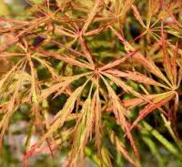 Close-up of Acer 'Sunset' Weeping Maple leaves in shades of green and orange with thin, elongated lobes that elegantly arch. .