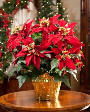 A Euphorbia 'Poinsettia' Red 8'' Pot sits on a wooden table, surrounded by festive holiday decorations and twinkling lights in the background.
