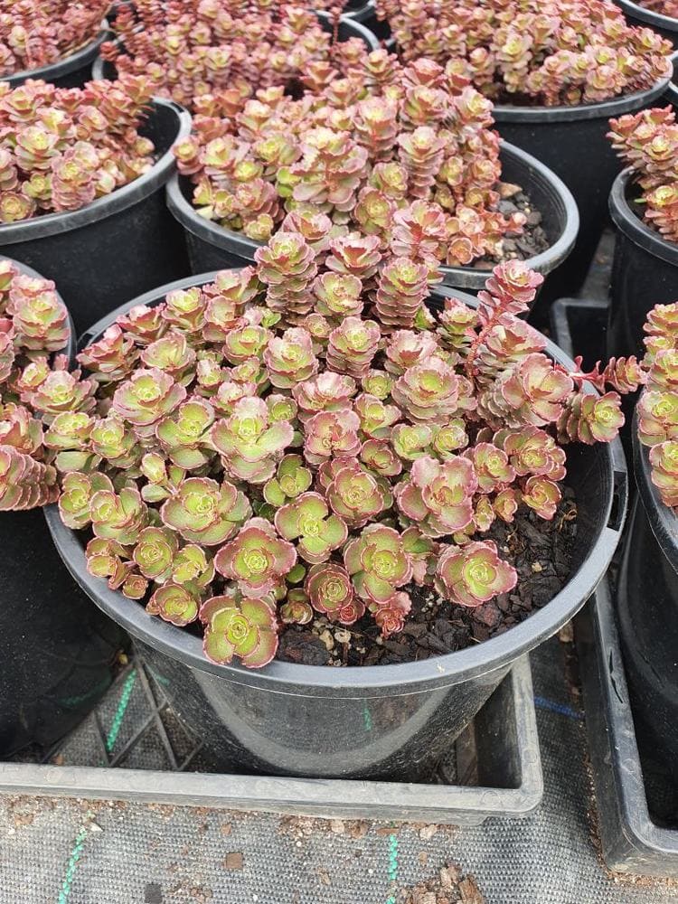 Sedum 'Chocolate Fairy Cushion' in an 8" pot features round, green and red-tinted leaves and is displayed with other potted succulents arranged closely on a black tray.