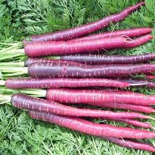 Carrot 'Cosmic Purple' 4" Pot: vibrant purple carrots with leafy green tops, ideal for growing your own colorful carrot plant at home.