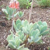 The Cotyledon 'Pig's Ear' Succulent in a 6" pot flourishes with its green leaves and tall stem of pink bell-shaped flowers amidst a garden's brown soil and scattered leaves.