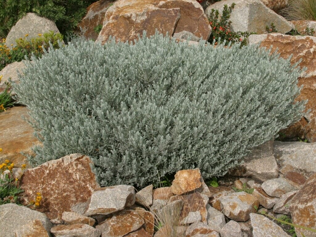 The Eremophila 'Silver Spread' 6" Pot is a dense, silvery-green shrub that thrives among rocks and scattered plants, adding lush beauty to any rocky garden or natural landscape.