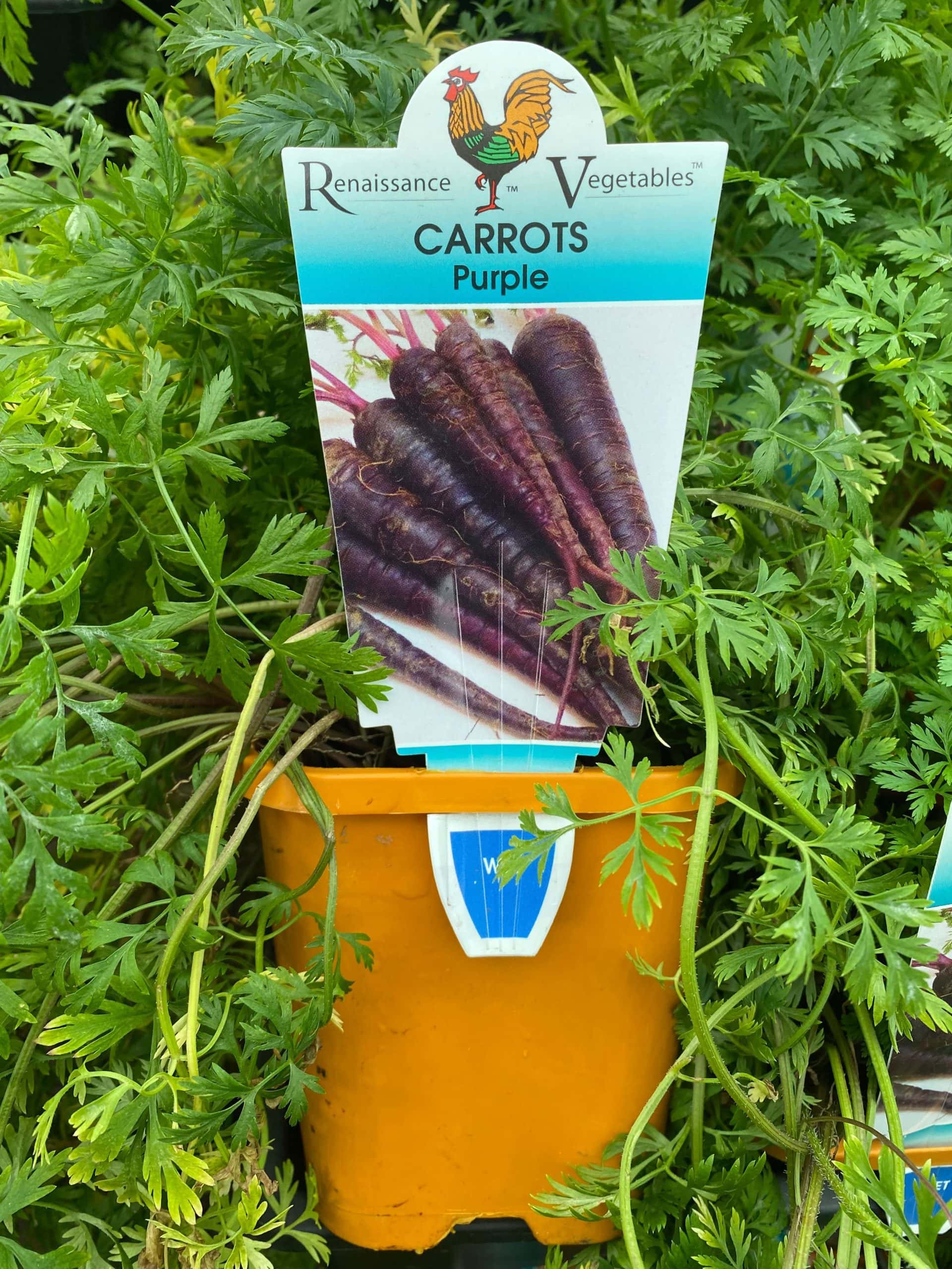 Carrot 'Cosmic Purple' 4" Pot - Image 4