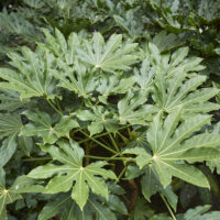 Japanese Aralia Fatsia japonica foliage
