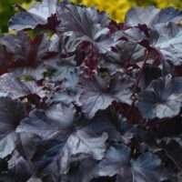 In a garden, the Heuchera 'Black Pearl' Coral Bells from a 6" pot features striking dark purple lobed leaves, creating contrast against blurry green and yellow foliage.