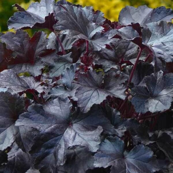 In a garden, the Heuchera 'Black Pearl' Coral Bells from a 6" pot features striking dark purple lobed leaves, creating contrast against blurry green and yellow foliage.