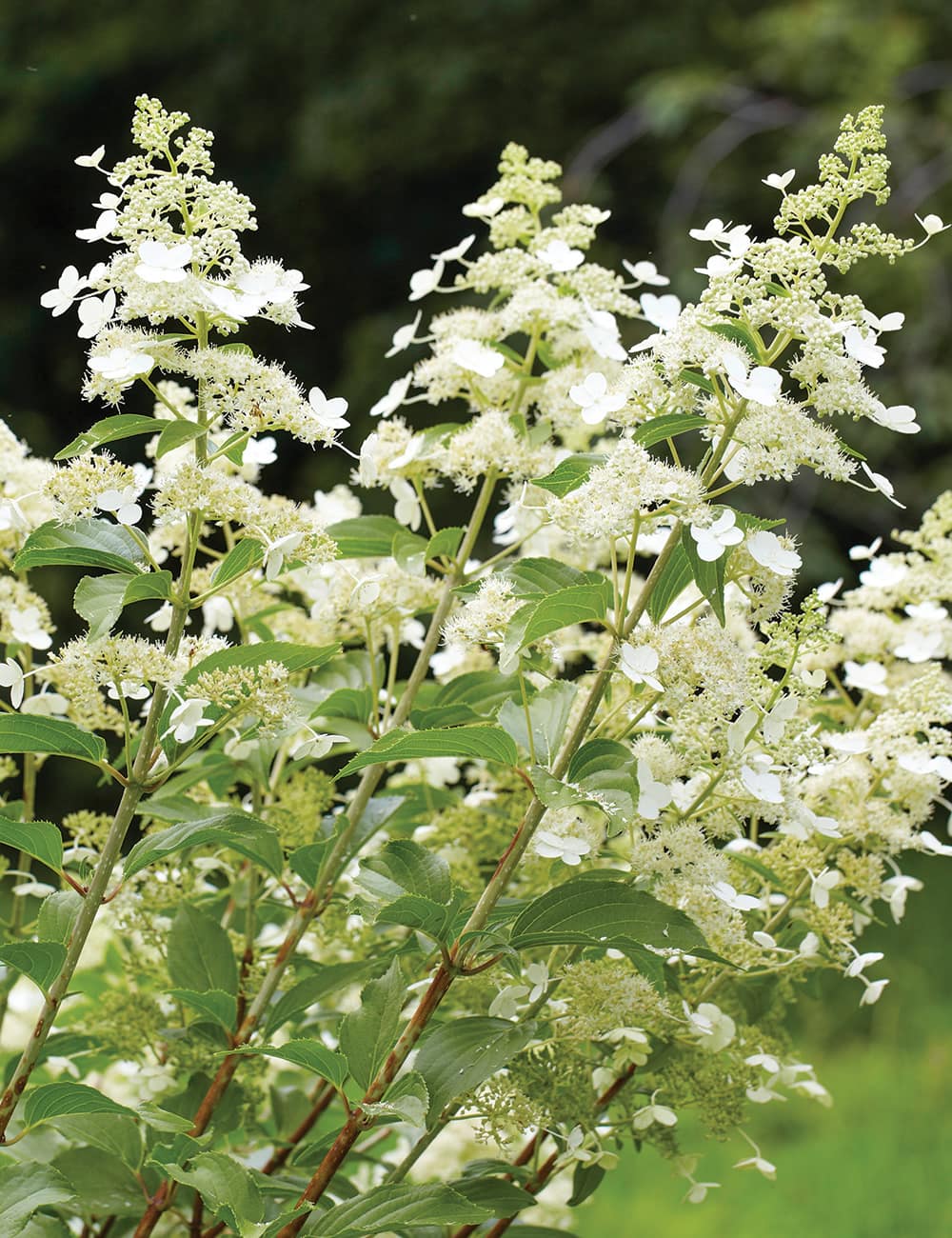 Hydrangea 'Kyushu' in full bloom with white flowers and lush green leaves, set outdoors. This beautiful plant comes potted in an 8" pot, perfect for enhancing your garden or patio.