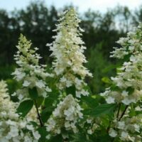 Hydrangea 'Kyushu' blossoms thrive in an 8" pot, their white blooms strikingly contrasting with lush green leaves against a blurred tree-filled backdrop.