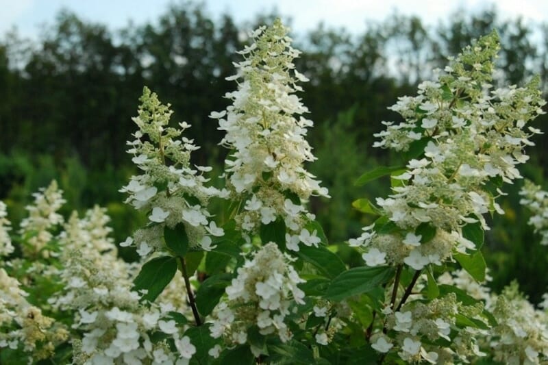 Hydrangea 'Kyushu' blossoms thrive in an 8" pot, their white blooms strikingly contrasting with lush green leaves against a blurred tree-filled backdrop.