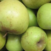 A delightful display of Malus 'Mutsu' (Crispin) Apple 8" Pot highlights their vibrant green hue.