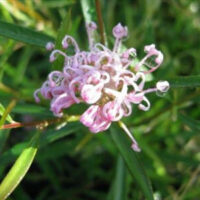 Close-up of a Grevillea 'Pink Midget' PBR flower featuring curled petals and slender green leaves, grown in a 6" pot, displayed in a garden setting.