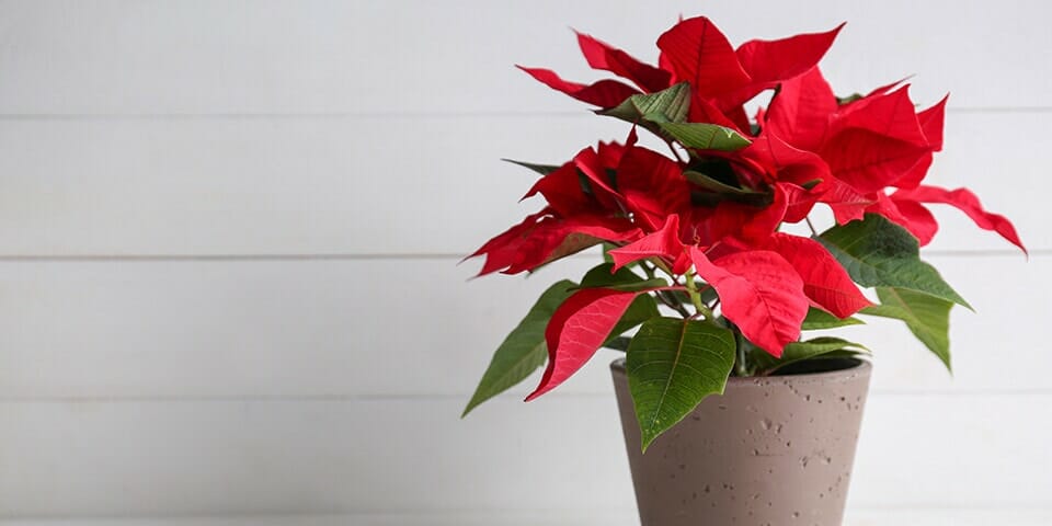 The Euphorbia 'Poinsettia' Red in a 6" pot features bright red leaves and lush green foliage, set on a light surface with a white wooden background.