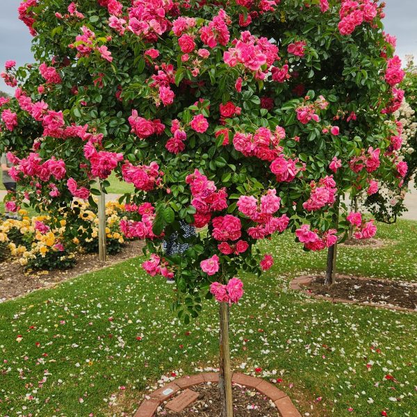 Rosa Our Rosy Carpet Rose Standard pink masses of flowers