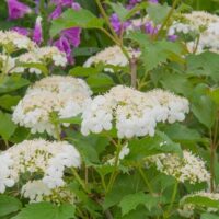 White hydrangeas bloom among green leaves, while in the background, purple flowers complement the captivating Viburnum 'Golden Guelder Rose,' all thriving in a spacious 10" pot.