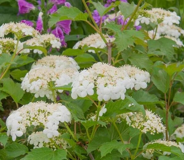 White hydrangeas bloom among green leaves, while in the background, purple flowers complement the captivating Viburnum 'Golden Guelder Rose,' all thriving in a spacious 10" pot.