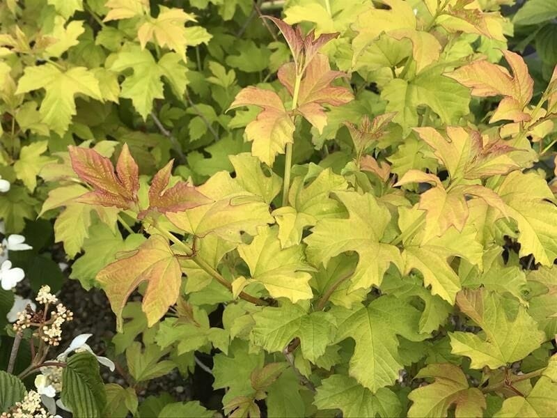 Viburnum 'Golden Guelder Rose' in a 10" pot features yellow-green maple-like leaves with orange-red new growth, creating a vibrant display alongside similar foliage.