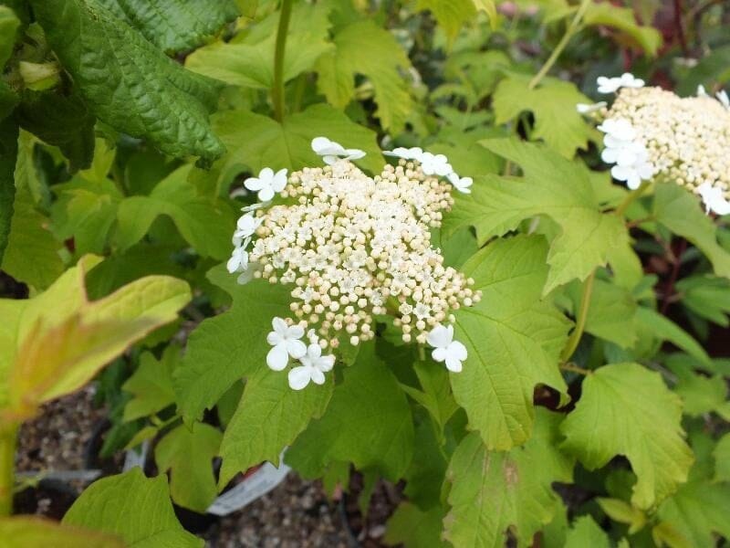 A Viburnum 'Golden Guelder Rose' in a 10" pot features small white flowers and buds amidst green leaves, with gravel visible beneath the foliage.