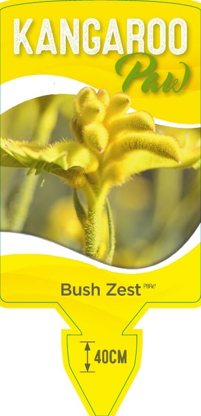 Anigozanthos 'Bush Zest™' Kangaroo Paw 6" Pot - Image 2