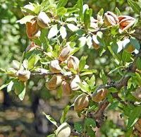 A thriving Prunus 'Nonpareil' Almond in a 4L pot displays green leaves rustling in the breeze, with almond shells partly open and hanging invitingly from its branches.