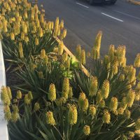 Aloe 'Topaz' PBR plants with yellow flowers line a street central reservation beside a road, with traffic lanes and a vehicle visible in the background.