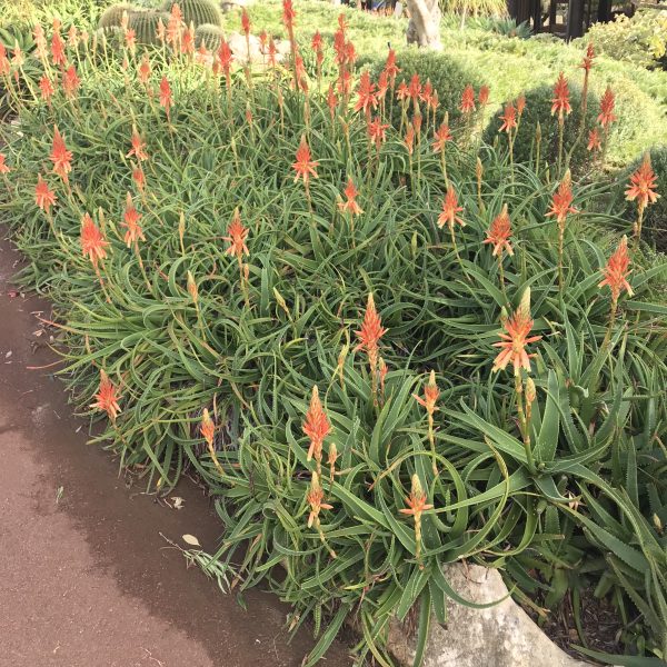 A cluster of Aloe 'Topaz' PBR, featuring long green leaves and tall spikes with orange-red flowers, creates a striking display in the garden.