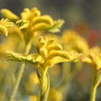 Close-up of Anigozanthos 'Bush Zest™' Kangaroo Paw flowers, showcasing vibrant yellow blooms on green stems, set against a blurred background.