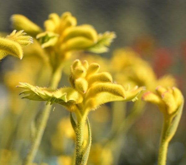 Close-up of Anigozanthos 'Bush Zest™' Kangaroo Paw flowers, showcasing vibrant yellow blooms on green stems, set against a blurred background.