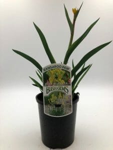 Anigozanthos 'Bush Zest™' Kangaroo Paw 6" Pot - Image 4