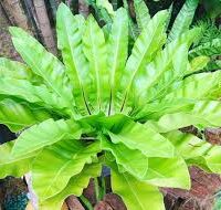 The Asplenium 'Hart's Tongue Fern' in an 8" pot showcases lush, long, wavy fronds emerging from a central rosette, perfect for adding vibrant texture to a garden backdrop.