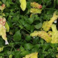 Thriving lushly, the Justicia 'Shrimp Plant' Lutea features bushy green leaves and yellow shrimp-like bracts in a 6" pot.