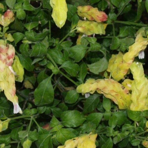 Thriving lushly, the Justicia 'Shrimp Plant' Lutea features bushy green leaves and yellow shrimp-like bracts in a 6" pot.