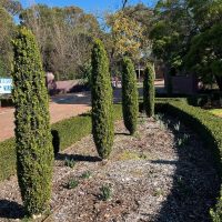 A row of four tall, narrow hedges grows in a landscaped garden area on a sunny day, with Lantana montevidensis 'Trailing Lantana' 6" Pot adding vibrant color. Trees without leaves and evergreen shrubs are visible in the background.