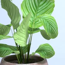 Calathea 'Prayer Plant' - Image 2