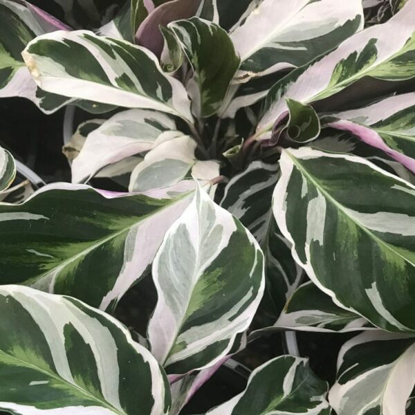 Close-up of green leaves with white and pink variegation, highlighting the lush patterns and textures of a Calathea 'White Fusion' 5" Pot.