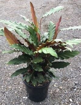 Hello Hello plants nursery melbourne victoria australia Calathea rufibarba Furry Feather Velvet Calathea 20cm Pot
