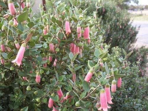 Correa 'Pink Mist' 6" Pot - Image 4