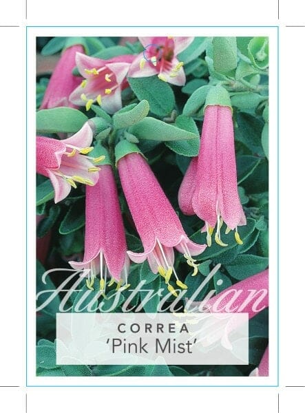 Correa 'Pink Mist' 6" Pot - Image 2