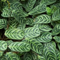 Detailed view of Ctenanthe 'Fishbone/Prayer Plant' leaves displaying dark green stripes and fishbone patterns, filling the entire frame, in a 7" pot.