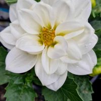 Close-up of a Dahlia Dalina® 'Maxi Lopez' flower with layered white petals and a yellow center, surrounded by green leaves, elegantly blooming in its 6" pot.