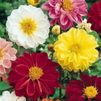 Enjoy the vibrant beauty of Dahlia 'Hi Dolly Mix' in full bloom, showcasing a stunning mix of red, yellow, white, and pink blossoms amidst lush green foliage. Available in convenient 3" pots for easy planting and enjoyment.