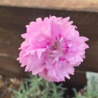 A close-up of the Dianthus 'Pike's Pink' in a 4" pot reveals its soft, layered petals in stunning detail as this carnation variety blooms beautifully.