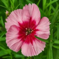 A close-up of Dianthus 'Raspberry Parfait' in a 4" pot shows its vibrant blooms with dark pink centers, surrounded by green leaves and water droplets on the petals.