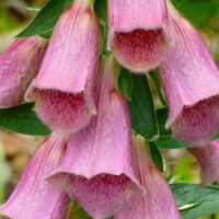 Close-up of Digitalis 'Strawberry Foxgloves' from a 3" pot, highlighting bell-shaped pink blooms amid lush greenery.